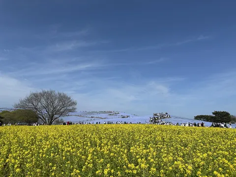 菜の花とネモフィラの競演