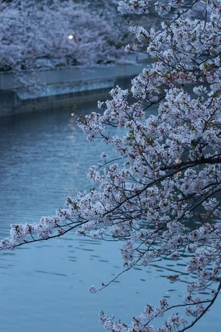 春桜と水辺の静寂