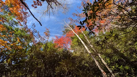 秋風と木々の静寂
