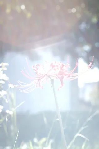 薄光の中の彼岸花