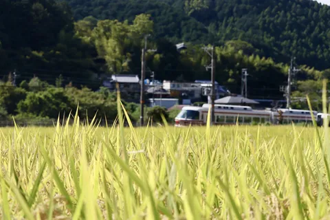 稲穂揺れる田園に電車が走る