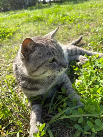 草原でくつろぐ猫の午後