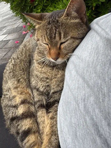 日だまりの眠り猫