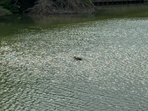 水面キラキラ、カモさんこんにちは