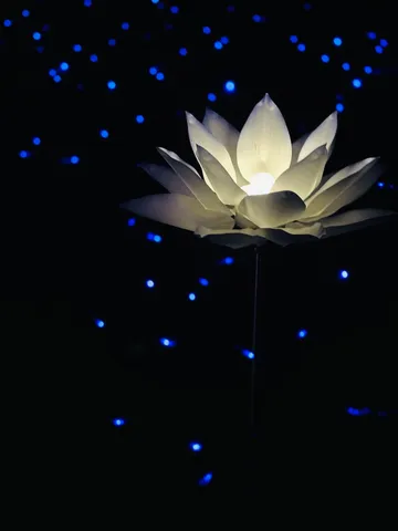 青い星降る夜の蓮
