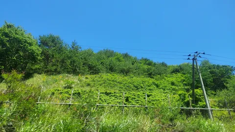 鮮やかな緑と澄み切った青空のコントラスト