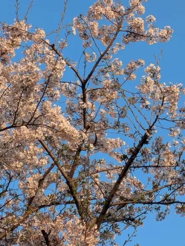 青空に舞う桜の瞬き