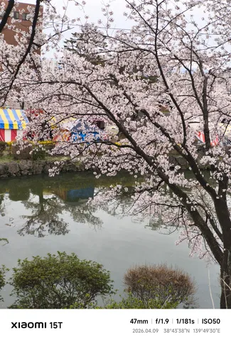 桜彩る水辺の春景色