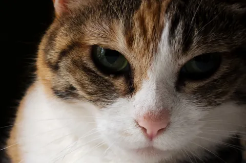 吸い込まれそうな猫の瞳