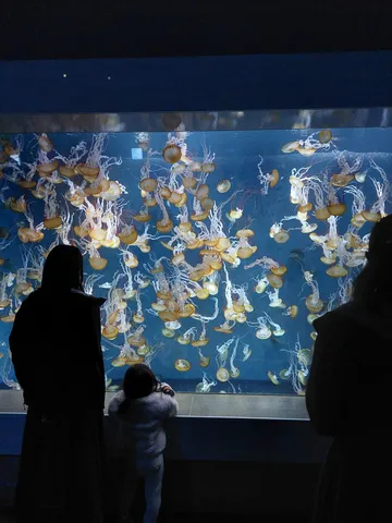 クラゲの水中散歩