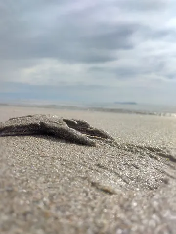 砂に隠れた星