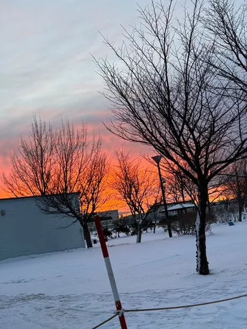 冬の夕空と木立の影