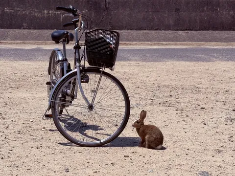 不思議な自転車とウサギの出会い