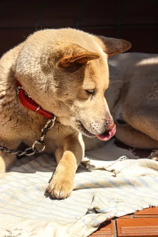 太陽と犬のまどろみ