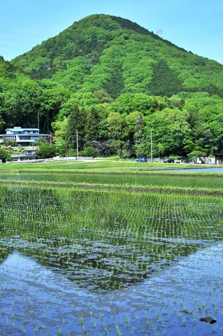 新緑と水田のコントラスト