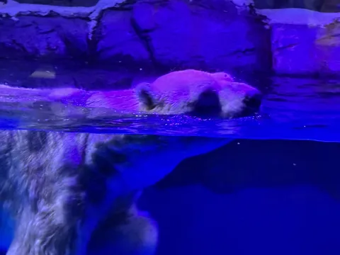 神秘の青に包まれ泳ぐシロクマ