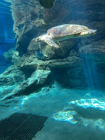 悠然と泳ぐ海の宝石