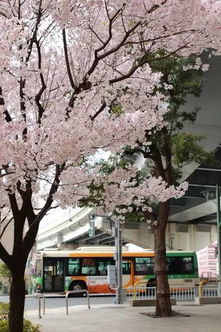 桜の向こうを走る街