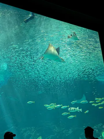 エイと小魚の大群、水族館の青い世界