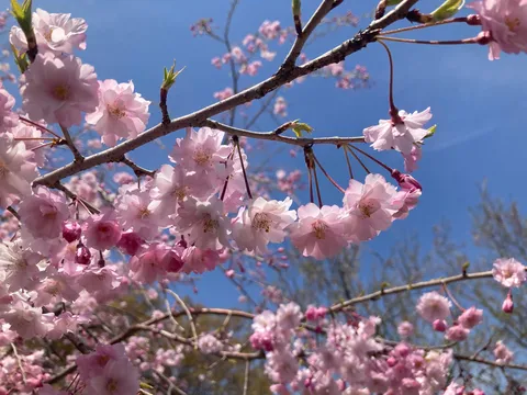 春霞の空、淡い桜