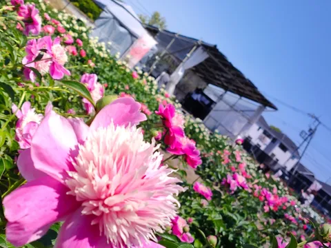 花畑の猛アピールピンク