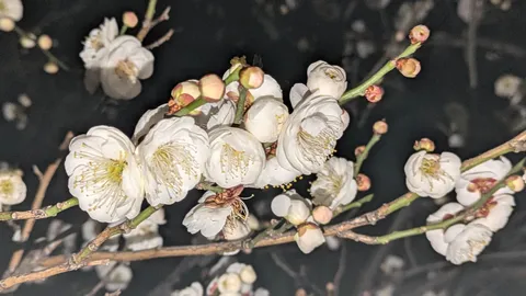 静寂を彩る白梅の蕾