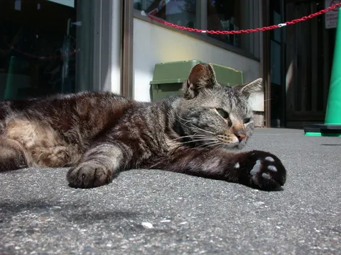 気ままに日向ぼっこ、猫さんの休日