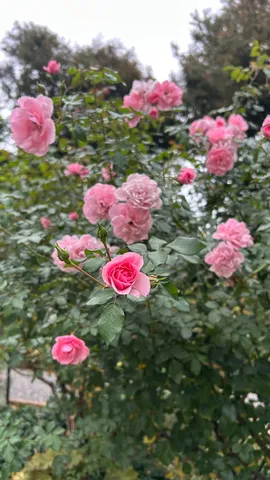 風に揺れる淡い薔薇
