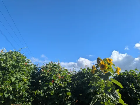空とひまわり、そして豆のカーテン