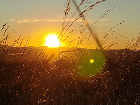 草むらに沈む夕日