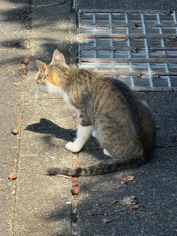 日陰で休憩中の猫