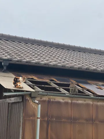 屋根上の保護者、気象予報士？