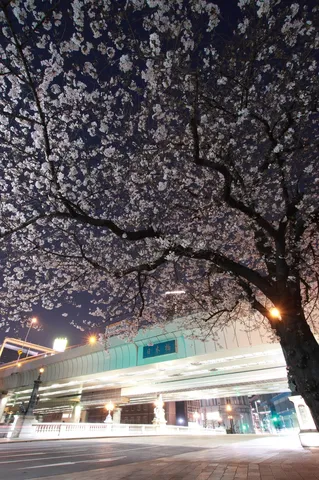 夜桜と橋のリズム