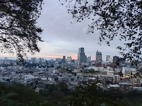 夜景と樹影の間に