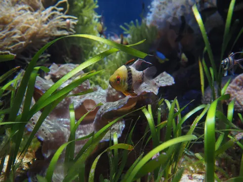 水草の中の小さな旅人