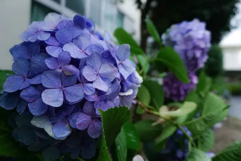 雨粒を纏った青い紫陽花