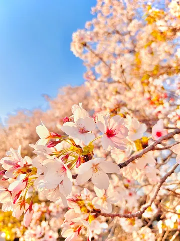 春の訪れ、淡い桜色の空