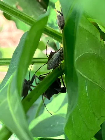 茎についた変な虫たち