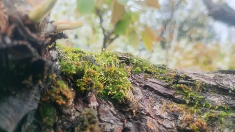 苔と樹のひそかな世界