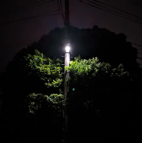 夜に灯る街灯と緑