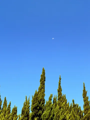 空と月と緑のシルエット