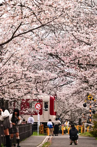 桜のトンネル