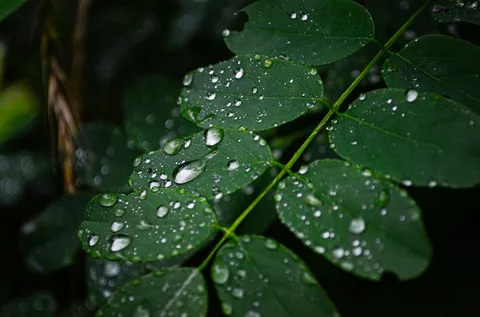 雨粒が宿る葉の静寂
