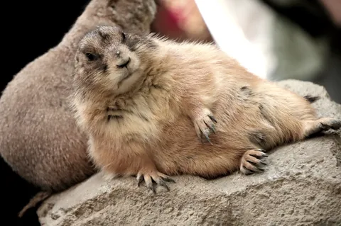 リラックス prairie dog