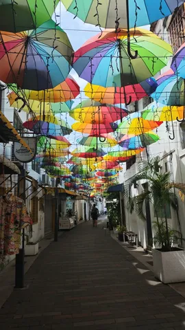 傘が咲く路地の祝祭