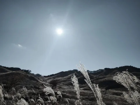 風に揺れるススキと太陽のコントラスト