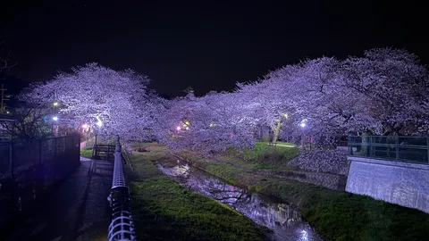 紫の光に包まれた夜桜の川辺