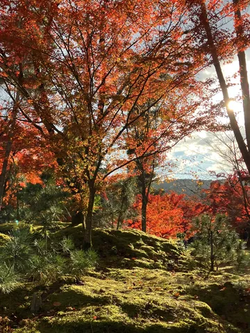 光射す紅葉の森