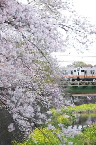 春を運ぶ電車の旅