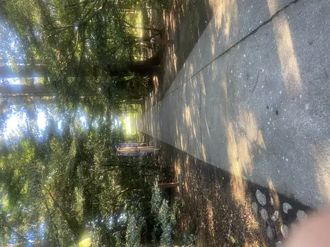 光が導く緑の参道